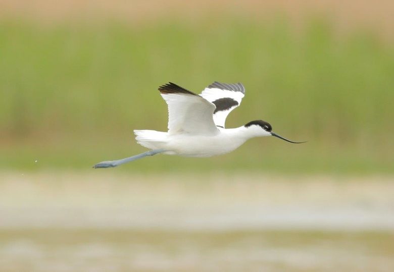 Саблеклюнът (Recurvirostra avosetta) е прелетна птица от семейство Дъждосвирцови. Според Червената книга на България видът се смята за застрашен.