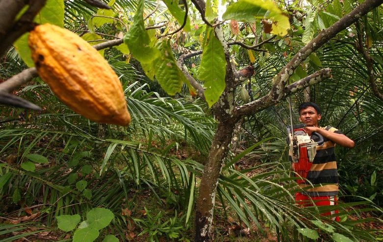Индонезийски фермер премахва кокосови палми, за да направи място за плантации.