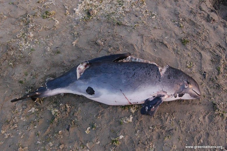 След рекорден брой мъртви делфини, експерти говорят за "много сериозен проблем"