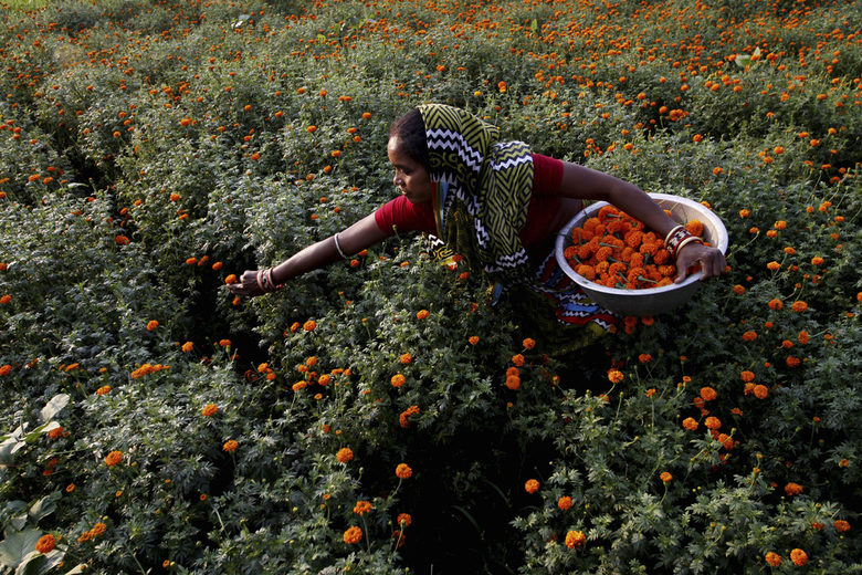 Цветята в Кашмир - магнит за туристите, спасение за местните