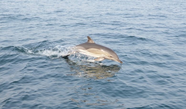 Обикновен делфин, китоподобен вид, защитен от "Натура 2000"