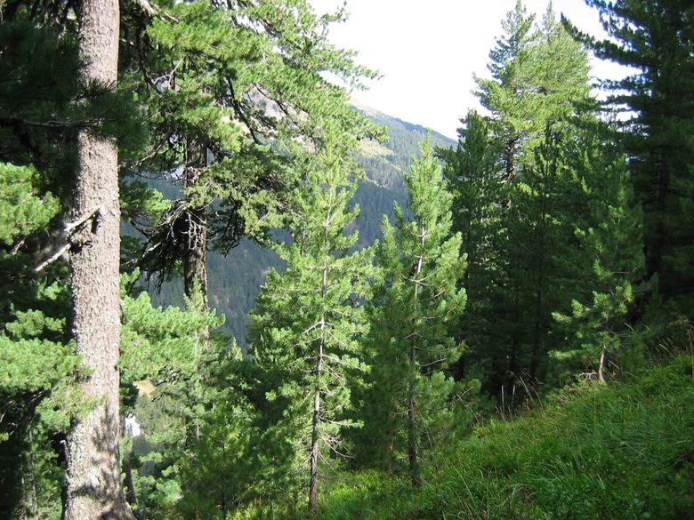 Естествена иглолистна гора в защитена зона Пирин от мрежата "Натура 2000"