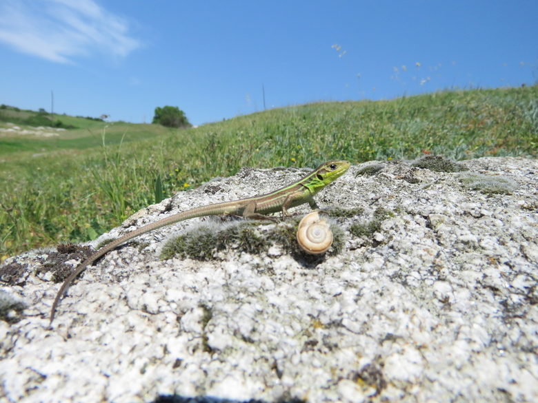 Млад ивичест гущер (Lacerta trilineata), също типичен жител на "Бесапарските ридове"