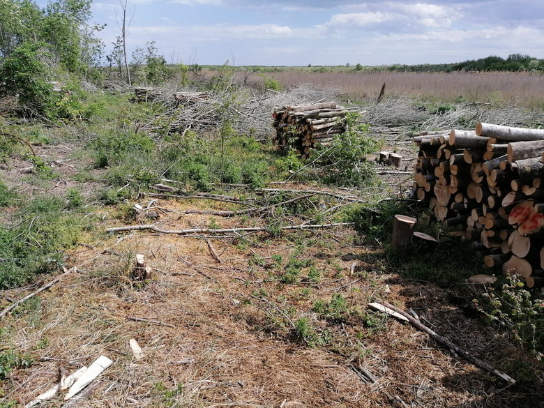 Складираните дърва от незаконно изсечената гора.