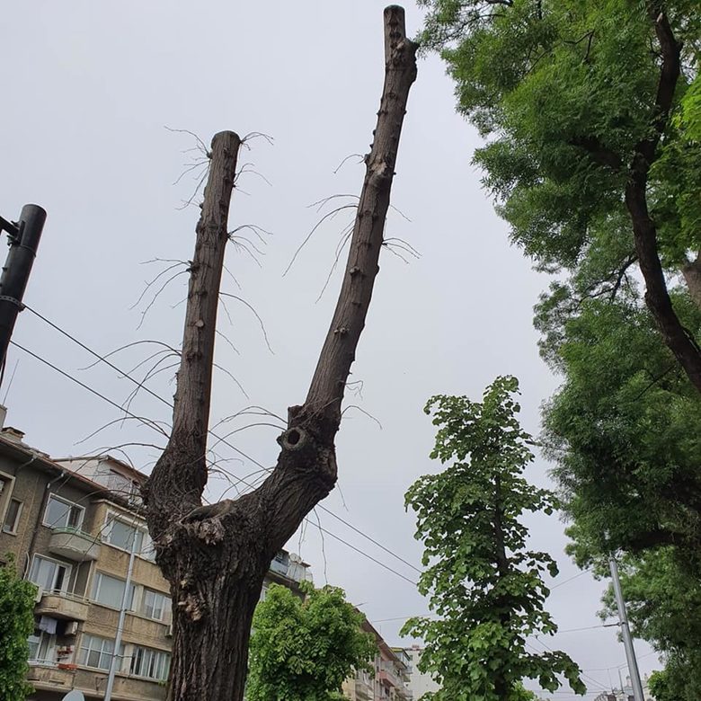 Част от "обезглавенте" дървета в центъра на Варна вече са мъртви само година след общинската "грижа" за подмладяването им.