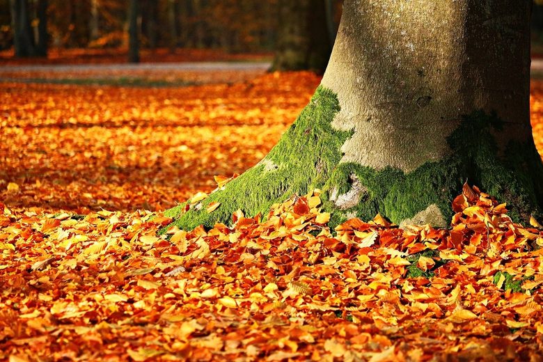 Дърветата губят листата си по-рано и съхраняват по-малко въглерод заради климата