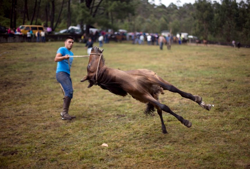 Фестивалът La Rapa das Bestas се провежда всяка година в селата в областта Галисия, Северозападна Испания. Фестивалът е с четиристотин годишна история. Участниците трябва да почистят и подстрижат дивите коне пред многобройна публика.