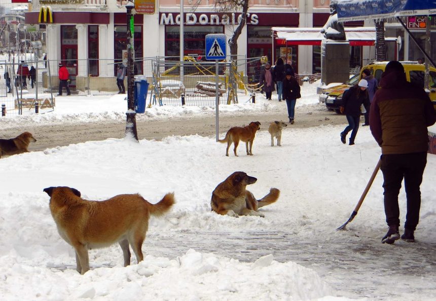 Във Варна годината започна така.С изненадващ януарски сняг,с много радостни кучета и още нещо...