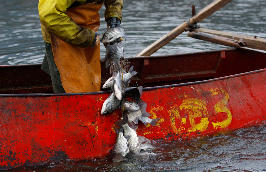 Дойранското езеро бе на ръба на екологична катастрофа преди години, но сега се е върнало към живот. Преди Бъдни вечер ( 6 януари, <span>по Юлианския календар) местните рибари са излезли още призори, за да осигурят риба за празничната вечеря. Езерото Дойран е източник на 90% от рибата в страната.