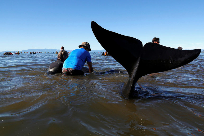 Китовете били открити на отдалечен плаж на Южния остров, като местните власти оцениха броя на загиналите животни на 250-300.