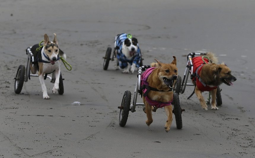 Сара Моран никога не е мислила, че домът й ще стане импровизиран подслон за 70 кучета, когато за пръв път спасява куче, което е било прегазено от кола през 2007 г.<br /><br />Приютът се намира в бедната част на Лима, Перу.