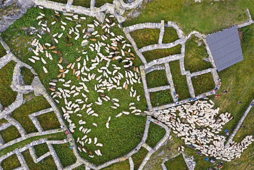 Този уикенд овчарите от градчето Белп в Швейцария отпразнуваха традиционния овчарски уикенд, известен като Schaeferwochenende.