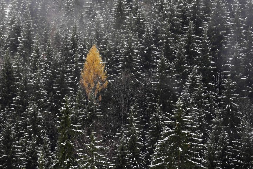 Дърво, все още запазило пожълтелите си листа в късната есен, е снимано в гора край германския град Байришцел, където падна първият за годината сняг.