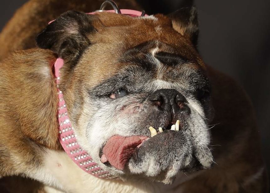Английският булдог За За спечели конкурса "Най-грозно куче в света" за 2018 г., който се проведе в Сан Франциско.