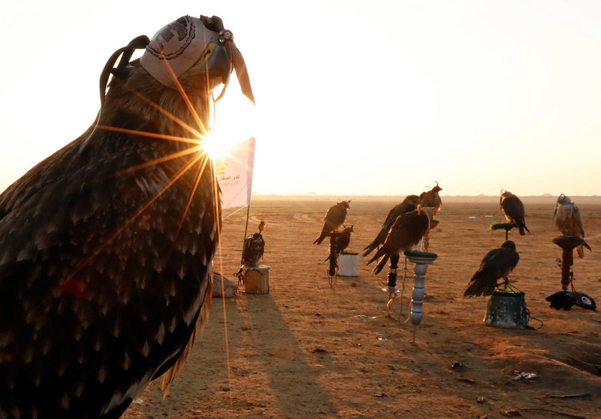 Соколи, заснети по изгрев, в пустинята Борг ал Араб на Световния ден на сокола в Александрия, Египет.
