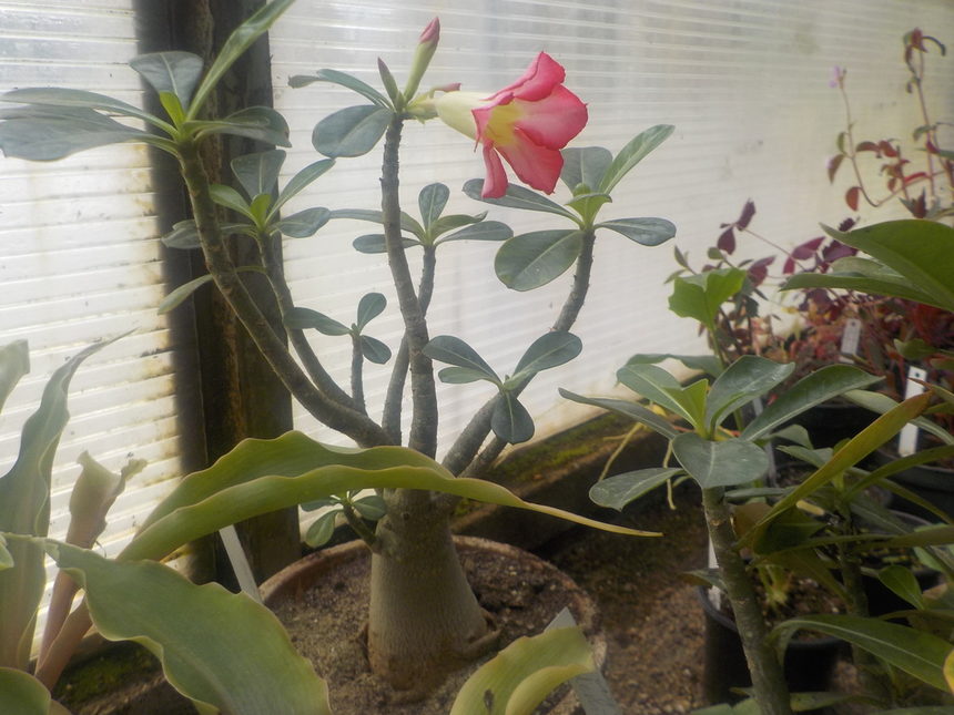 Нарича се "пустинна роза", тъй като цъфти на сухи и слънчеви места. За родина се счита Южна Африка. Това е невисок храст (достига 35 см височина при саксийно отглеждане), с удебелен ствол и силно развита коренова система. Има едри цветове - червени, розови или бели.<br />