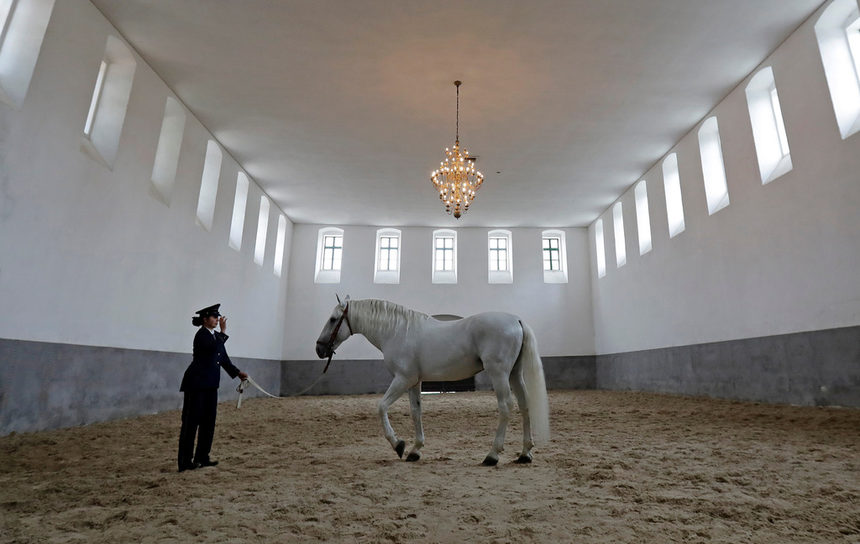 Конезаводът Кладруби в Чехия развъжда коне за кралска служба от 1500 година, откогато лъскавите си сиви жребци са символ на властта на Хабсбургите.<br /><br />Сега конефермата е обявена от ЮНЕСКО за обект на световното културно наследство и е призната за една от водещите европейски институции за развъждане на коне.