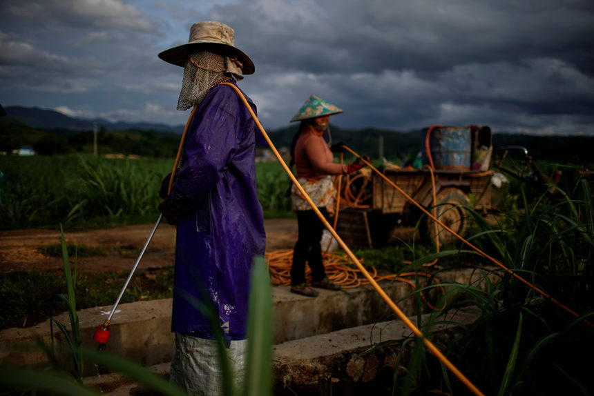 Селскостопански работници обработват с пестициди поле със захарна тръстика в село в провинция Юнан, Китай.