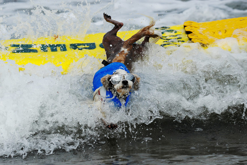 Момент от състезанието "Сърф-а-тон", в което над 70 кучета се състезаваха в пет различни теглови класове в Дел Мар, Калифорния. Повече снимки от събитието вижте <a href="https://www.dnevnik.bg/razvlechenie/2019/09/09/3960658_fotogaleriia_surf-a-ton_za_kucheta/?ref=home_photos" target="_blank">тук</a>.