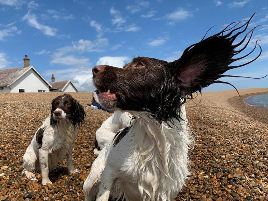 Колекция от най-забележителните снимки с животни от агенция "Ройтерс", с които да си припомним 2019 година. <br /><br />Кучета играят на плаж в Съфолк, Великобритания.