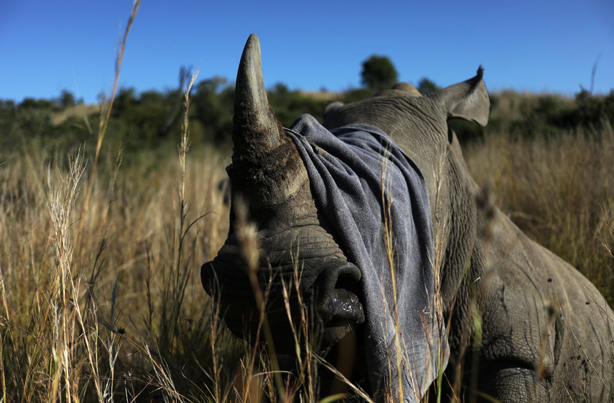 Отрязването на роговете на носорози в Национален парк Пиланесбург и резерватите Мафикенг и Ботсалано оставя носорозите с твърде малки, за да са примамлива плячка за бракониерите, казва Нико Джейкъбс, пилот на хеликоптер и член-основател на организацията с нестопанска цел "Рино 911".