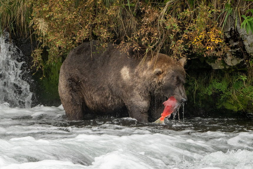 Кафявият мечок Отис се утвърди като най-тежък сред събратята си <a href="https://www.dnevnik.bg/photos/2021/10/02/4259006_fotogaleriia_koia_e_nai-debelata_mechka/">в конкурса, организиран ежегодно от националния парк "Катмаи" в Аляска</a>.<br /><br />Отис измести друг мечок - Уокър, който тежи около 450 кг.<br /><br />Отис е печелил състезанието през 2014, 2016 и 2017 г.