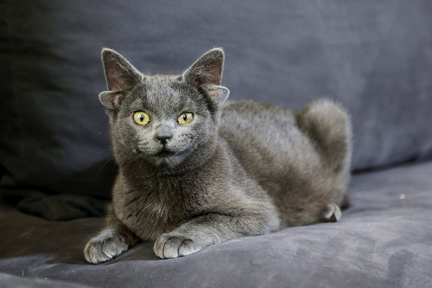 Котенце, родено с четири уши поради генетична мутация, стана популярно в социалните мрежи.<br /><br />Четиримесечният Мидас придобива популярност в "Инстаграм", след като собственичката му Канис Досемечи му прави профил, за да покаже неговата уникалност - допълнителен чифт малки уши.