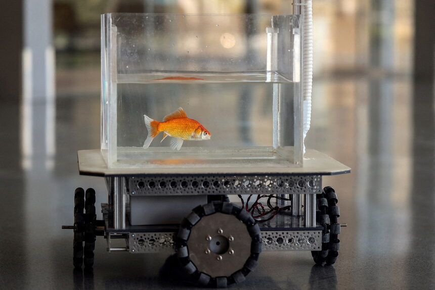 Израелски изследователи са установили, че златните рибки са способни да се движат по суша, след като са ги обучили "да шофират".<br /><br />Това е възможно благодарение на нов робот-аквариум на колела.<br /><br />Разработката е на израелски учени от университета "Бен Гурион". Още по-вълнуващо е, че тя позволява на златните рибки сами да управляват аквариума, в който са поставени.<br />