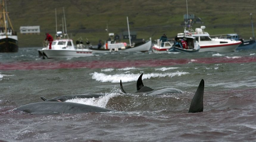 Над 180 от антрактическия вид китове Globicephala melaena, известни като черни делфини, бяха избити за пореден път на Фарьорските острови.<br />