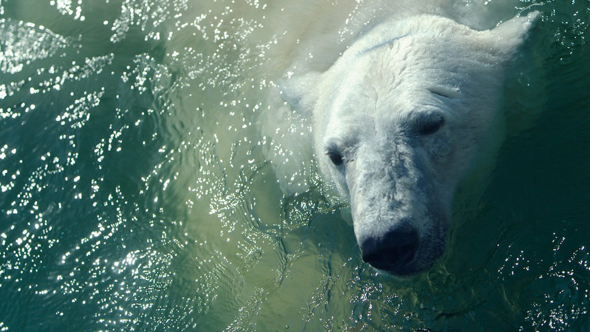 Полярна мечка плува девет дни без почивка в търсене на лед