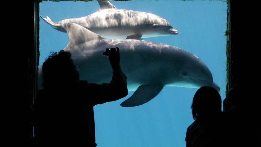 Техно парти в Швейцария причини смъртта на делфин