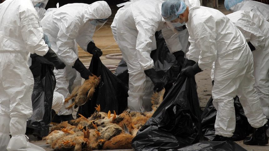 Работници опаковат умъртвените птици след като в Хонконг бе открит нов случай на птичи грип