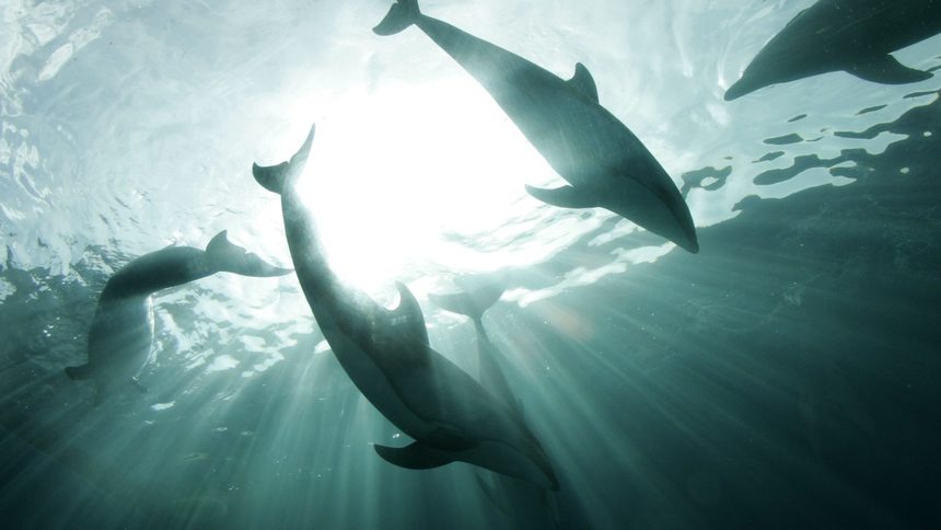 МВР разследва три случая на насилствена смърт на делфини