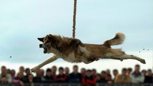 В Странджа все пак ще има тричане на кучета