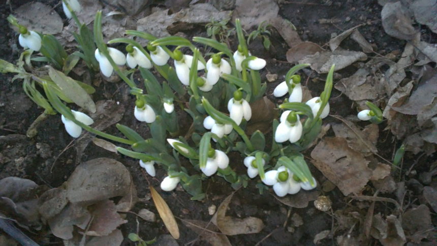 Тази снимка е част от <a href="http://www.dnevnik.bg/razvlechenie/2012/02/17/1765742_proletta_e_nablizo_-_snimai_purvite_i_znaci/" target="_blank">конкурса "Знаците на пролетта" на "Дневник</a>". Автор на снимката е Галина Владимирова.<br /><br />Първи кокиченца в междублоковото пространство.