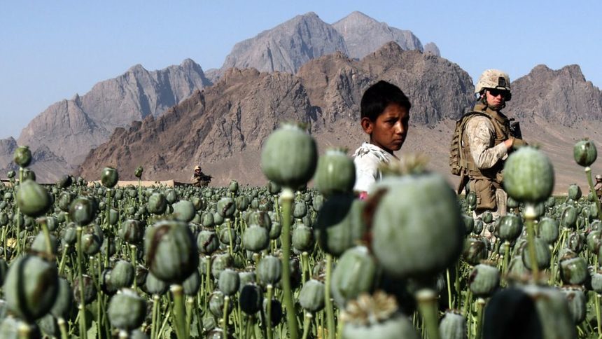Производството на опиум в Афганистан се е увеличило с 61% спрямо изключително лошата за маковите полета 2010г. Мянма е следваща държава в света по добив на опим.