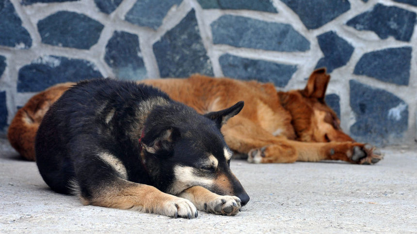 От началото на годината от общината твърдят, че неизвестни изхвърля нарочно кучета в София