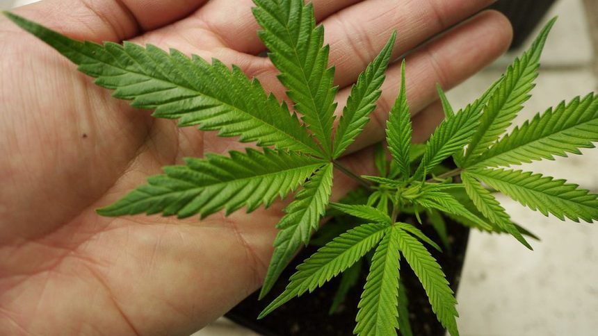 Проучване: Мнозинството американци подкрепя легализирането на марихуаната