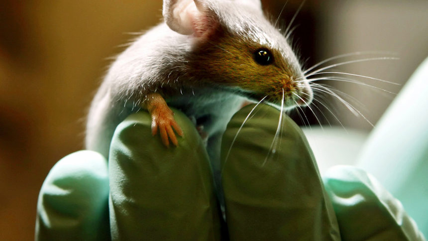Новата молекула показва изключително успешни резултати върху мишки, а в момента се тества ефектът й върху хора