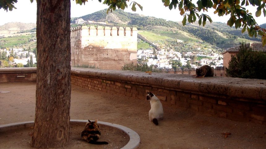 На котките също им харесва сред дворцовия разкош