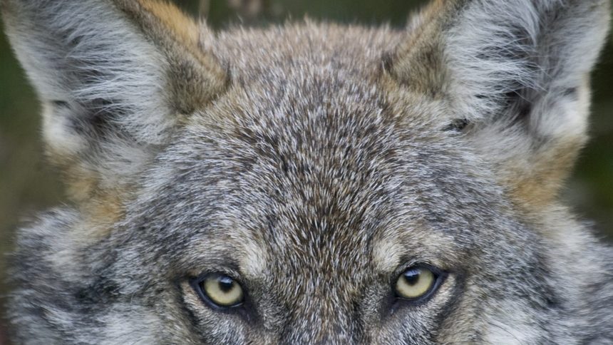 Ловци в Пернишко и Кюстендил са срещу план за действия за вълка