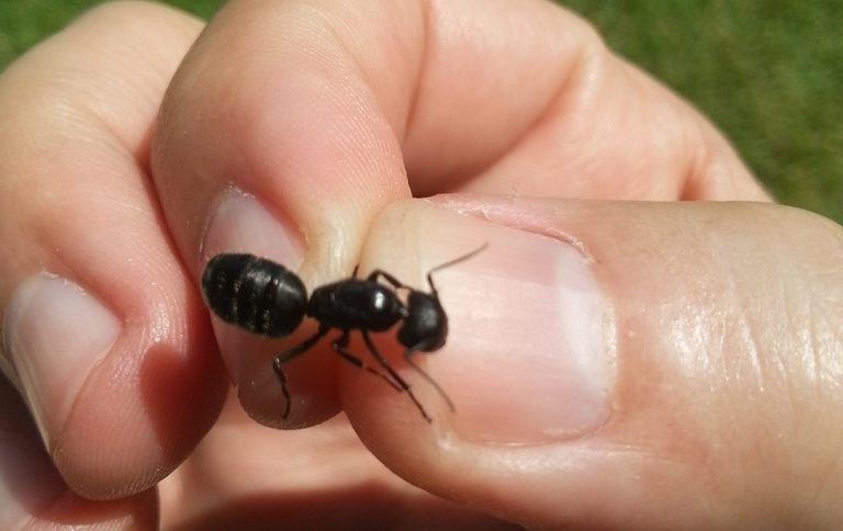 Мравката гигант е дълга около сантиметър и половина. И много силно щипе. Най-трудно беше да я фотографирам. Много е бърза и яка. Освободи се за секунди.