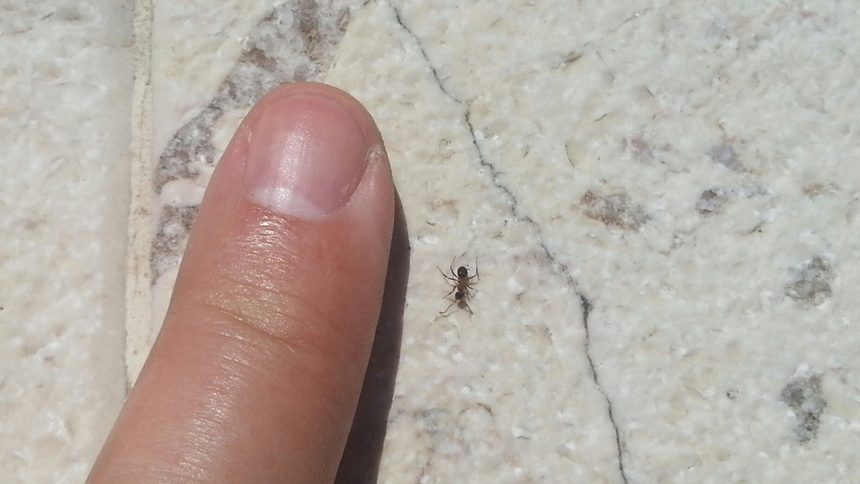 Обикновена мравка. Странното или по-скоро нормалното е, че когато се срещат двата вида се разминават приятелски. Не се нападат,  не си вредят. Всеки поема по своя път. Малката мравка е около един милиметър,  а другата в пъти по-голяма от нея.