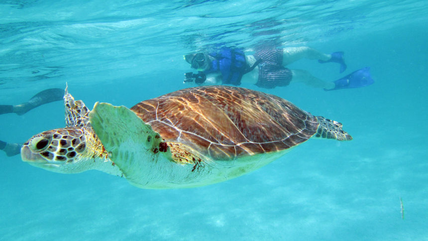 Морски костенурки от Ривиерата Майа в Мексико