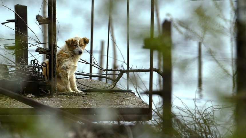 Разузнавателната служба е помогнала за преброяването на бездомните кучета в Букурещ