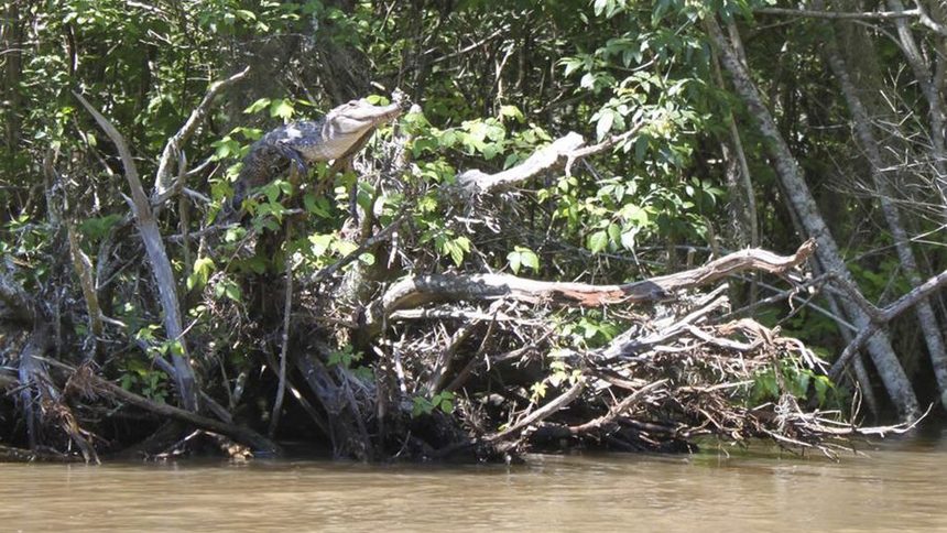 Алигатор оглежда територията си от клон в делтата на Перлената река в Мисисипи на тази снимка, предоставена от изследователите.