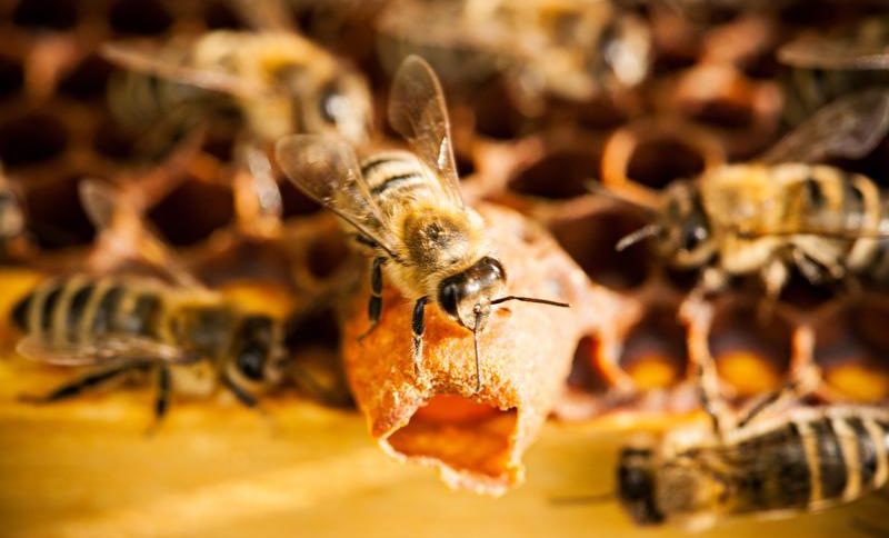 Нова наредба цели по-добра защита на пчелите у нас