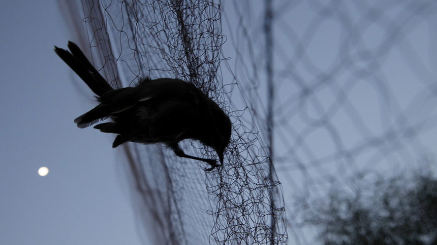 Птица, уловена от мрежите на кипърски бракониери