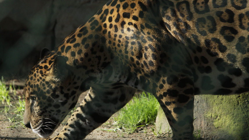 Ягуар от зоологическа градина в Мексико.