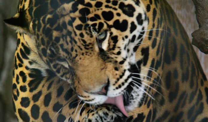 Наказанията за смъртта на ягуара в Ловеч са забележка и предупреждение за уволнение